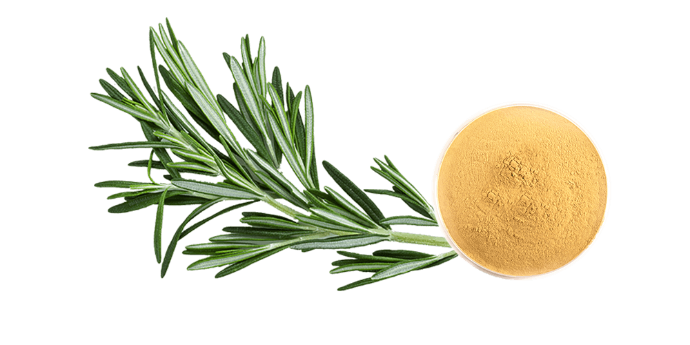 Rosmarinic Acid Powder